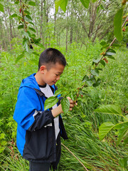 an asian boy take the mulberries from the branch in the woods