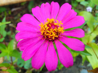 Obraz premium pink zennia flower with red center and yellow pistil