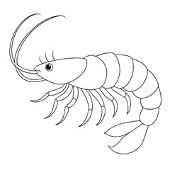 Line art illustrates a single white shrimp with curved antennae and tail in profile