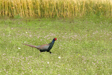 草むらを走り抜けるキジ