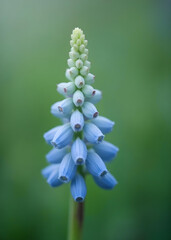 A sprig of light blue and white flowers that are almost blooming