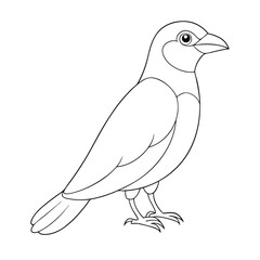 Fototapeta premium Outlined raven stands alone facing right on a white background, creating a stark contrast