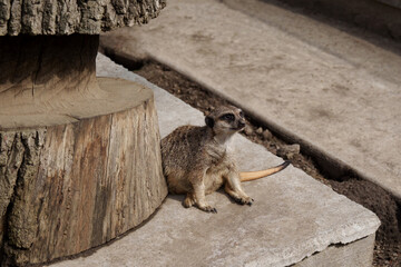 A relaxed meerkat sits near a tree trunk on a concrete surface in a zoo enclosure. A restless desert predator.