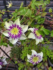 pink and yellow flowers