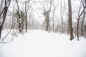 A wide, snow-covered trail winds through a dense forest in winter, with bare trees lining the path. The scene is peaceful and serene.