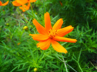 orange flowers with green leaves