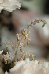 Soft beige carnations and delicate dried flowers in natural light. Perfect for wedding invitations, romantic cards, floral backgrounds, and elegant bridal designs.