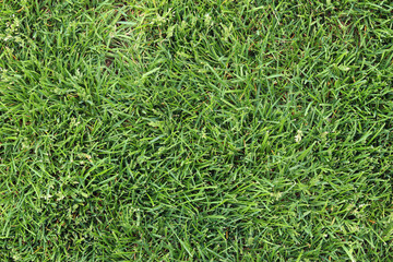 Top view of a mown lawn. Green lawn. Nature background. Grass. Green grass top view, background. Mown lawn. Summer background