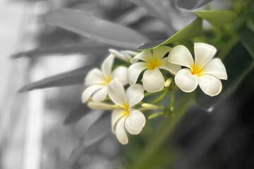 white frangipani flower