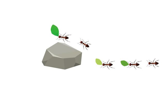 Working leafcutter ants transporting leaf fragments on jungle ground 4K on white background