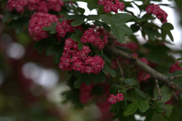 wild pink flowers on green branches