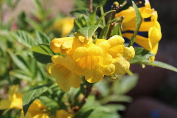 Yellow trumpetbush, Bois pissenlit, Bois Caraïbes, Trompette d'or - Tecoma stans - Bignoniaceae, Bignoniacées