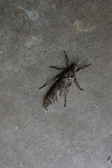 Nycteola revayana. Its common names oak nycteoline, Nolidae and Noctuoidea. It is a moth of the family Nolidae. It is found  Europe Japan and India.