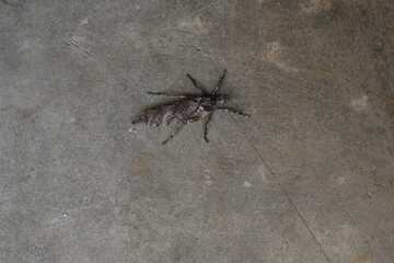 Nycteola revayana. Its common names oak nycteoline, Nolidae and Noctuoidea. It is a moth of the...