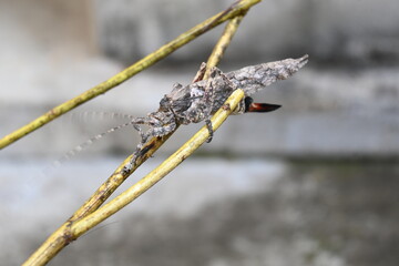 Nycteola revayana. Its common names oak nycteoline, Nolidae and Noctuoidea. It is a moth of the family Nolidae. It is found  Europe Japan and India.