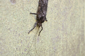 Nycteola revayana. Its common names oak nycteoline, Nolidae and Noctuoidea. It is a moth of the family Nolidae. It is found  Europe Japan and India.