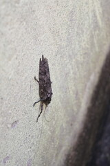 Nycteola revayana. Its common names oak nycteoline, Nolidae and Noctuoidea. It is a moth of the family Nolidae. It is found  Europe Japan and India.