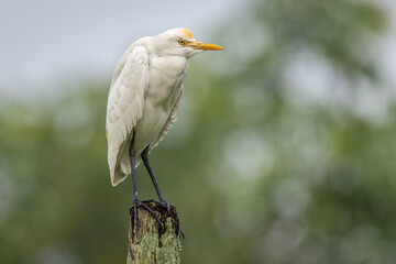 Eastern cattle egret perched on a tree stump