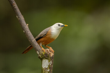 Malabar starling perched on a branch