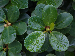 Close-up of green leaves Ficus annulata with water droplets after rain
