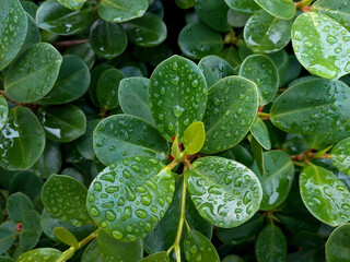 Close-up of green leaves Ficus annulata with water droplets after rain