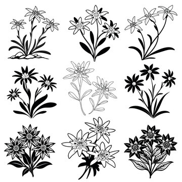 
black vector icons of edelweiss color