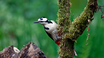 Naklejka premium Great spotted woodpecker feeding in the woods