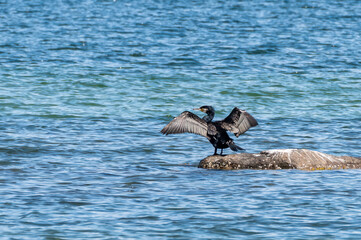 Kormoran mit ausgebreiteten Flügeln, Platz für Text