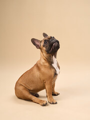 A French Bulldog sits indoors looking up with an alert expression against a beige background in a...