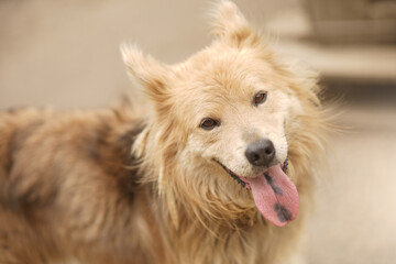 Portrait of a beige fluffy dog with a spotted tongue.