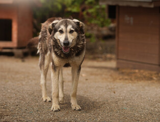 A stray dog from a shelter stands near its kennel.