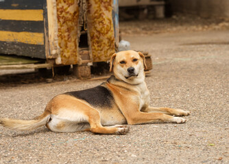 A stray dog from a shelter lies near its kennel.