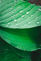 Green hosta leaves with dew drops. Beautiful natural background.