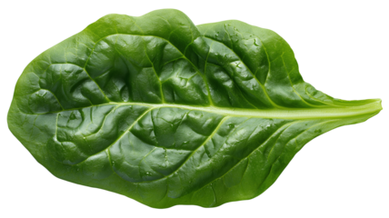 Fresh spinach leaf from above with vibrant green color ideal for salad art, vegan branding, and organic product marketing