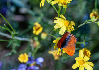 Photographs of bees, flowers and insects from villages in the Black Sea region of T&uuml;rkiye during spring months.