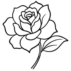 hand drawn rose