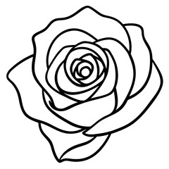white rose vector illustration