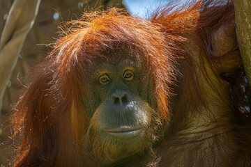 The Innocent Eyes of the Orangutan © Wirestock