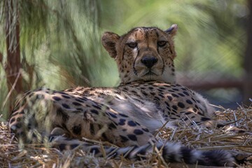 The Cheetah is always watching