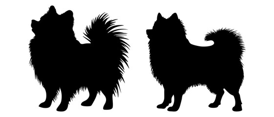 Pomeranian spitz in different poses. Dog breed silhouette.