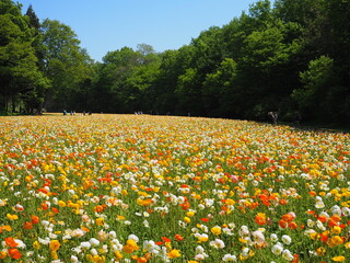 saitama, flower, spring, flowers, japan, garden, nature, landscape, farm, agriculture, tokyo, colorful, red, yellow, bloom, blossom, plant, flora, season, park, outdoors, beauty, color, orange, summer