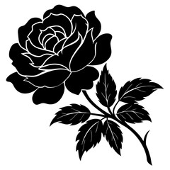 black and white rose