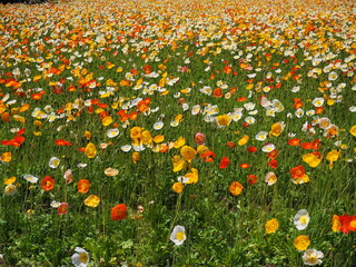 the beautiful colorful corn poppy in the park	