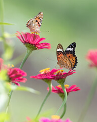 花に止まる綺麗な蝶
