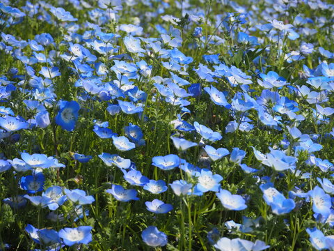 the beautiful baby blue eyes garden in Japan