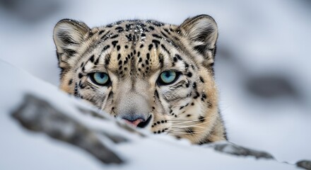 Fototapeta premium Snow Leopard's Intense Stare: A Glimpse Into Rare Wildlife, Majestic Beauty & Elusive Hunter in Snowy Habitat, Evoking Power and Mystery of Nature