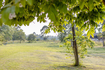 The natural background of the flora, various species of trees growing in the big forest, the richness of the ecosystem, is the habitat of flocks of birds and wild animals such as elephants, wolves