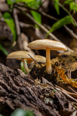 Brazilian Mushroom
This plant is very comon in brazilian savannah.
