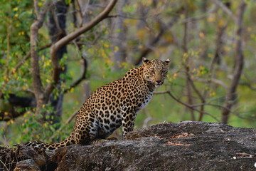 Leopard on the rock
