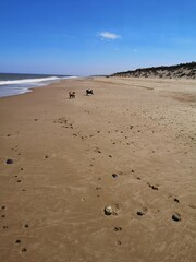 Dogs on the beach
